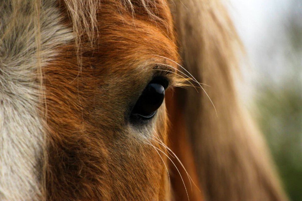 Head animal stallion