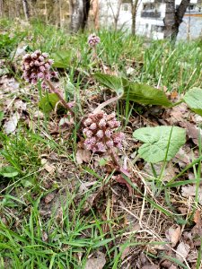 Petasites hybridus 126307334