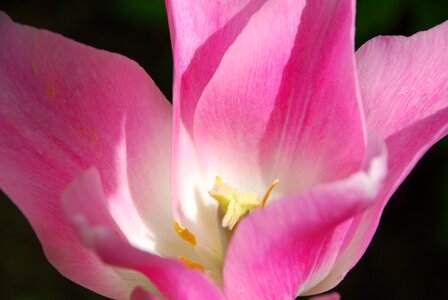 Spring pink close up