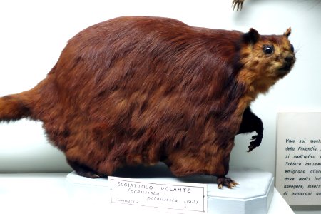 Petaurista petaurista - Museo Civico di Storia Naturale Giacomo Doria - Genoa, Italy - DSC02773