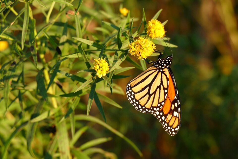 Monarch butterfly insect nature