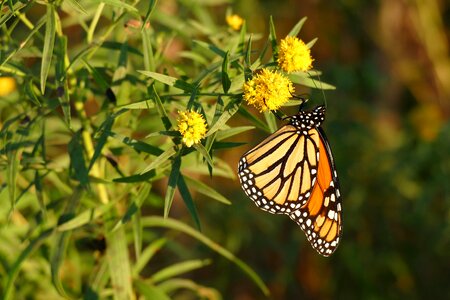 Monarch butterfly insect nature photo