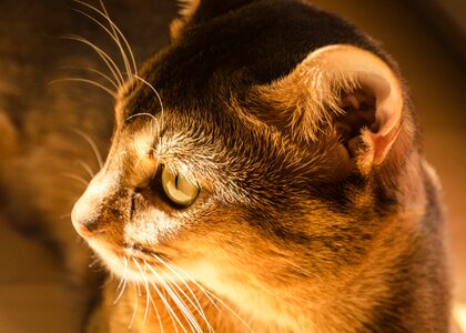 Portrait shorthair kitty