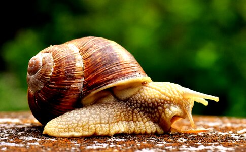 House crawl shell