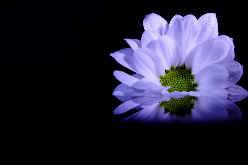 Decoration petal plant