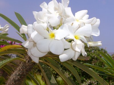 Tree nature white flowers