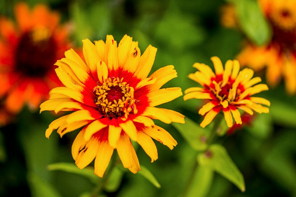 Garden summer nature
