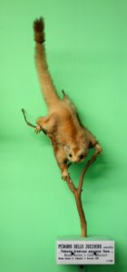 Petaurus breviceps papuanus (male) - Museo Civico di Storia Naturale Giacomo Doria - Genoa, Italy - DSC03025