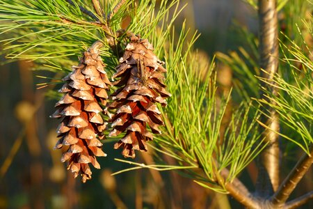 Tree cone nature photo