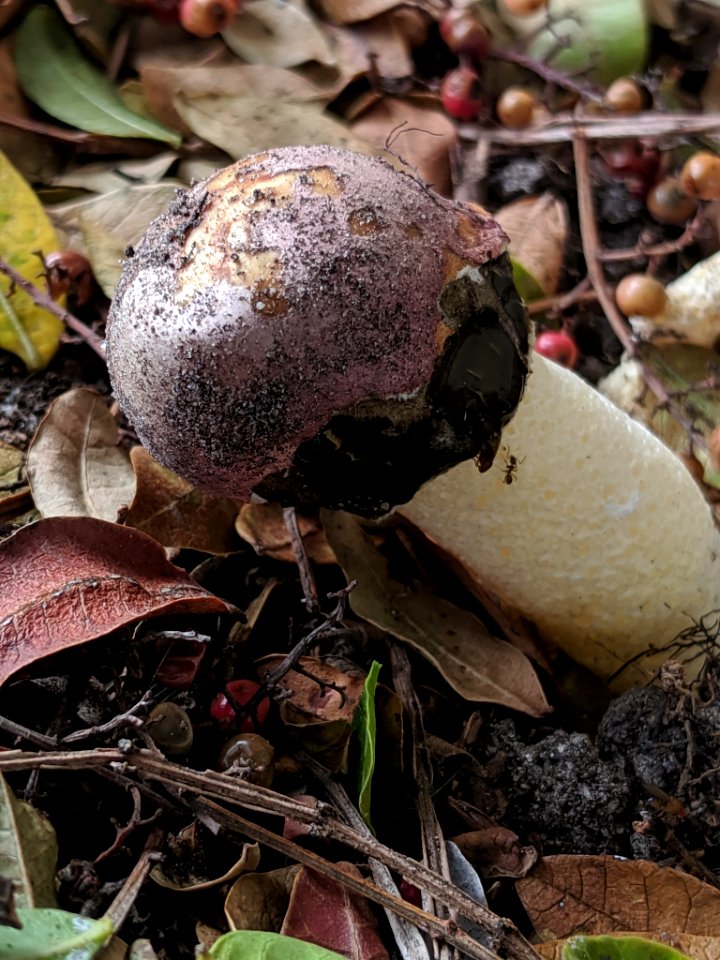 Phallus hadriani 44446688