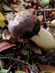 Phallus hadriani 44446688
