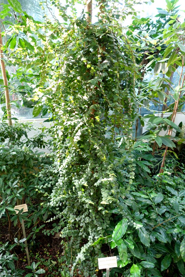 Phaleria clerodendron - Bergianska trädgården - Stockholm, Sweden - DSC00438