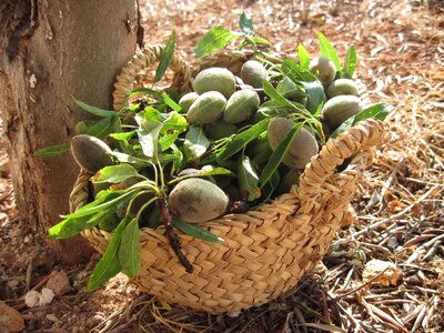 Nature basket close up