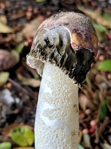 Phallus hadriani 44446671