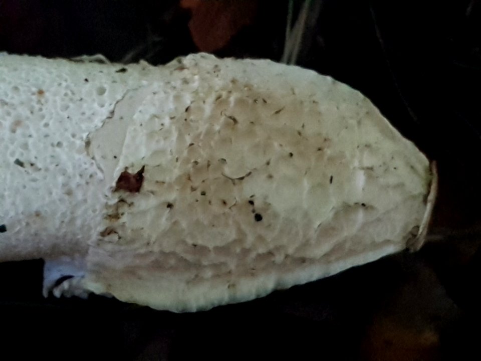 Phallus impudicus 51605117