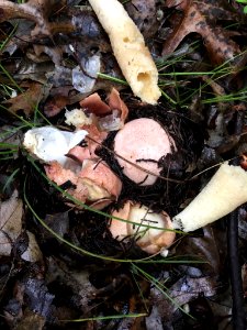 Phallus hadriani 63943295