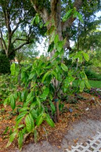 Phaleria octandra - Mounts Botanical Garden - Palm Beach County, Florida - DSC03793