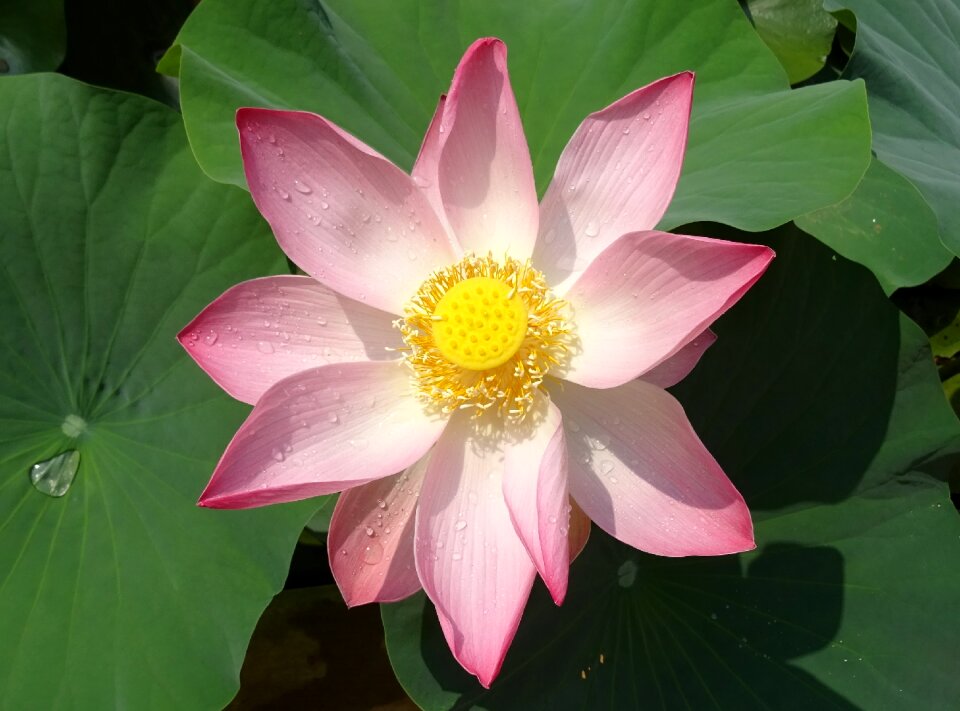 Nelumbo nucifera stamen