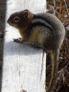 Cute wildlife nature