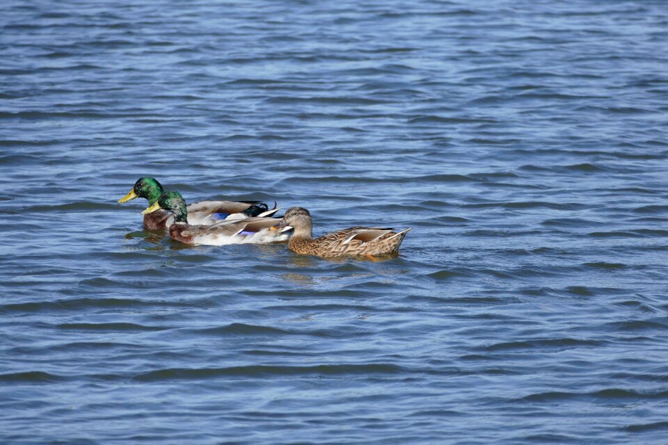 Water nature lake