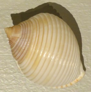 Phalium umbilicatum, Lyman House