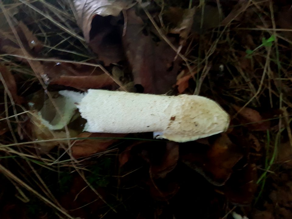 Phallus impudicus 51605111