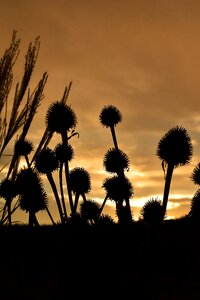 Dried plants backlighting clouds