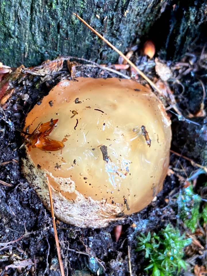 Phallus impudicus 80021639
