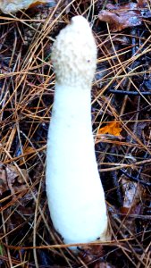 Phallus impudicus 99700661