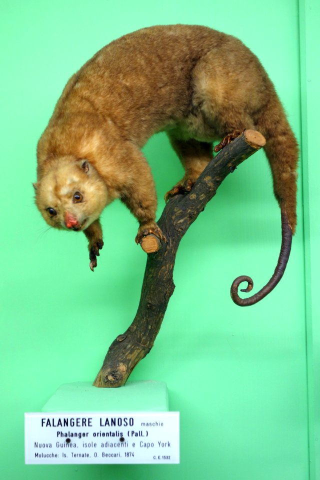 Phalanger orientalis (male) - Museo Civico di Storia Naturale Giacomo Doria - Genoa, Italy - DSC03008