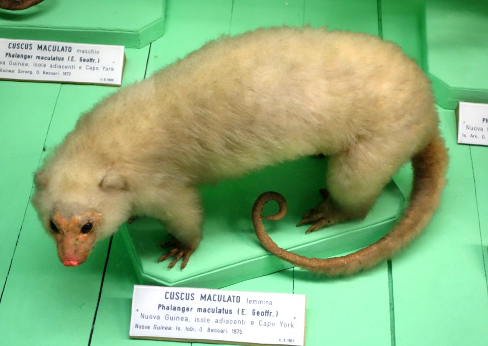Phalanger maculatus (female) - Museo Civico di Storia Naturale Giacomo Doria - Genoa, Italy - DSC03045
