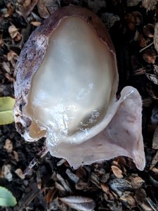 Phallus hadriani 57831932