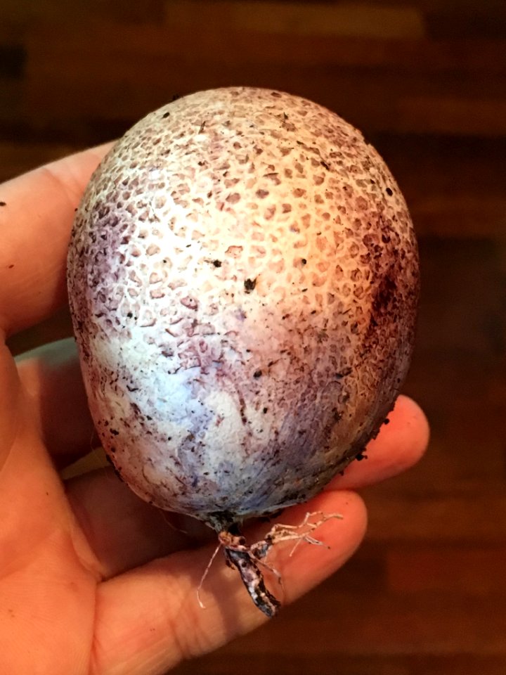 Phallus hadriani 63943283