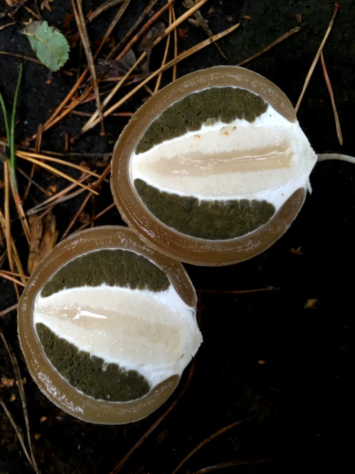 Phallus impudicus 99027415