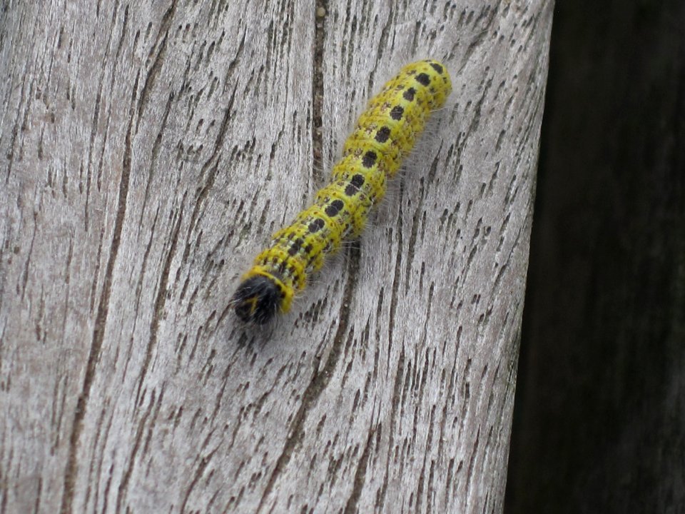 Phalera bucephala (Buff-tip) caterpillar, Arnhem, the Netherlands