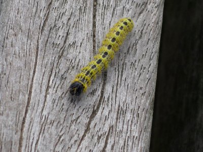 Phalera bucephala (Buff-tip) caterpillar, Arnhem, the Netherlands