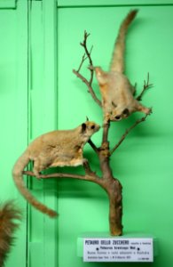 Petaurus breviceps (male and female) - Museo Civico di Storia Naturale Giacomo Doria - Genoa, Italy - DSC03023
