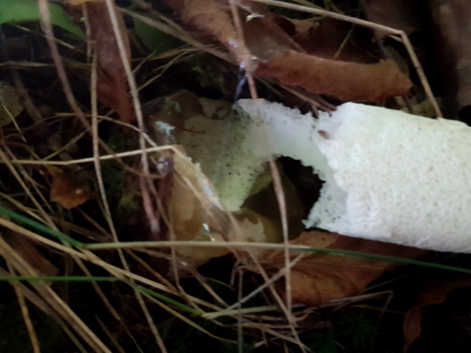 Phallus impudicus 51605230