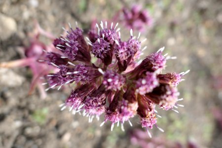 Petasites-Hybridus-top-1