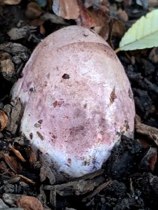 Phallus hadriani 57831948