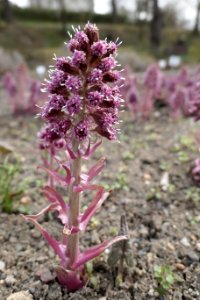Petasites-Hybridus-side