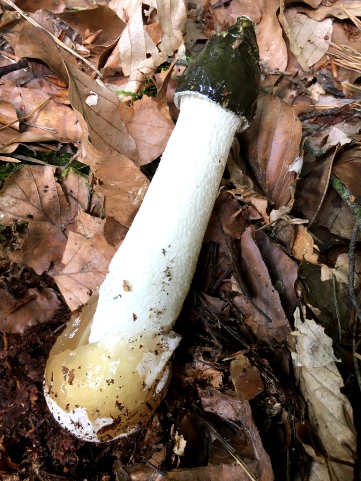 Phallus impudicus 80253258