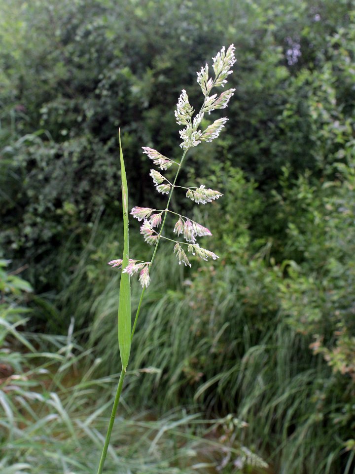 Phalaris arundinacea Oulu, Finland 28.06.2013