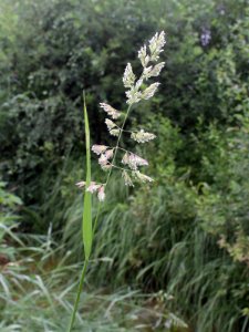 Phalaris arundinacea Oulu, Finland 28.06.2013
