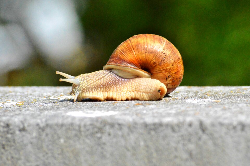 Animal slowly reptile