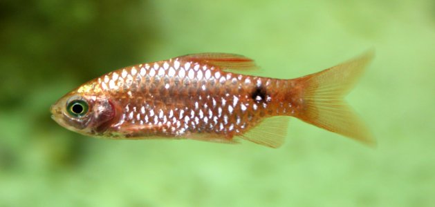 Pethia conchonius Prachtbarbe