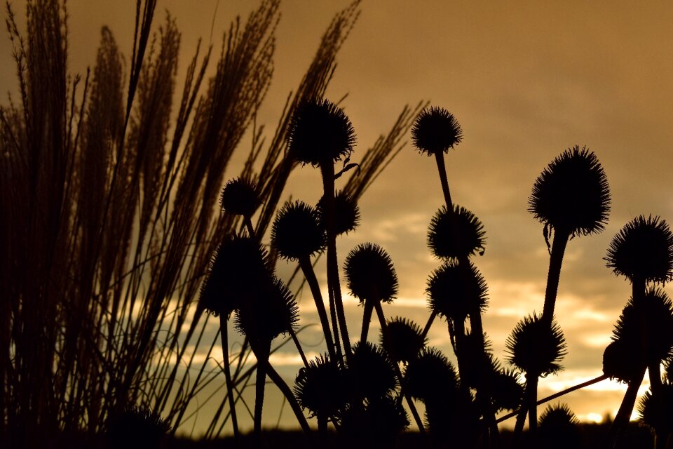 Dried plants backlighting clouds