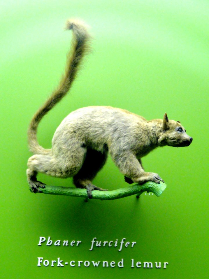 Phaner furcifer - AMNH - DSC06355