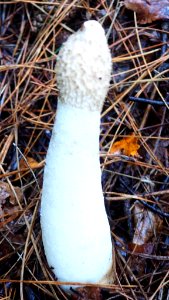 Phallus impudicus 99700680