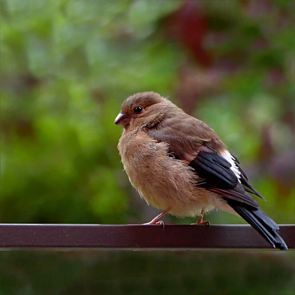 Female young foraging